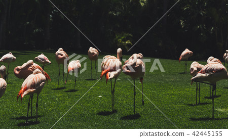 Flamingos birds in zoo park stand on grass. Flamingos birds in zoo park stand on grass. 42445155