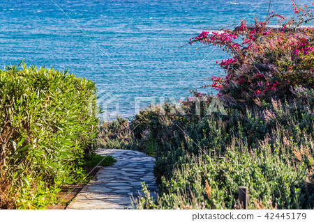 Path to sea coast among flowers and bushes. Path to sea coast among flowers and bushes. 42445179