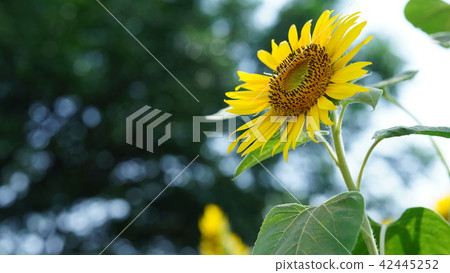 sunflower sunflower 42445252