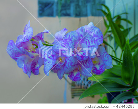 beautiful purple orchid flowers. beautiful purple orchid flowers. 42446295