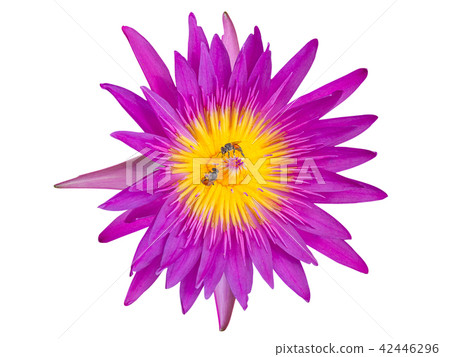 The pink lotus. (clipping path) 42446296