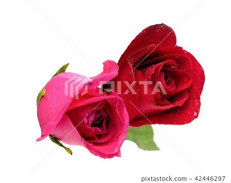 red rose on white background. red rose on white background. 42446297