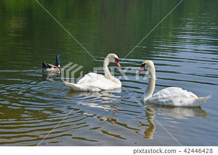 Swans and ducks 42446428