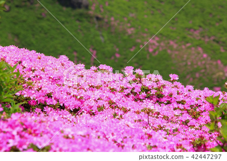 Miyama Kirishima Blooms Kuju Mountain Range - Naka-dake 42447297