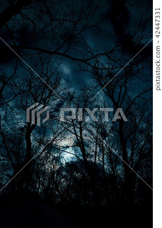 Moonlight and trees Moonlight and trees 42447331