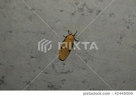 Yotsuboshishosoba Yotsuboshishosoba 42448009