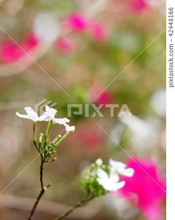 white Gerdenia Crape Jasmine, white flowers white Gerdenia Crape Jasmine, white flowers 42448166