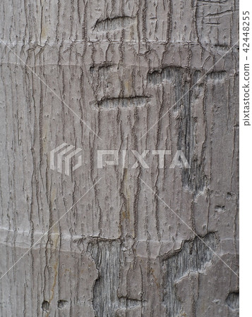 brown grey fibre colour of an old palm tree brown grey fibre colour of an old palm tree 42448255