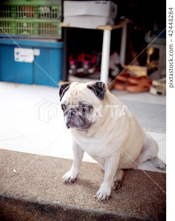 portraits photo of a lovely white fat cute pug dog portraits photo of a lovely white fat cute pug dog 42448264