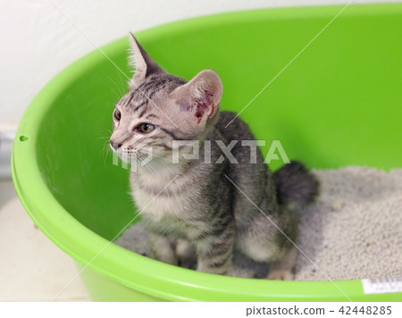 cute short hair young asian kitten cat in toilet. 42448285