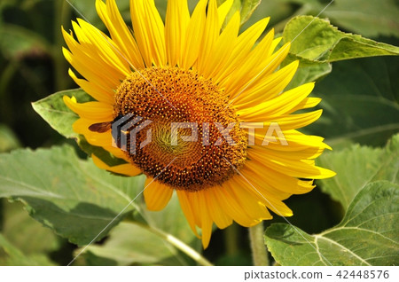 sunflower	 42448576