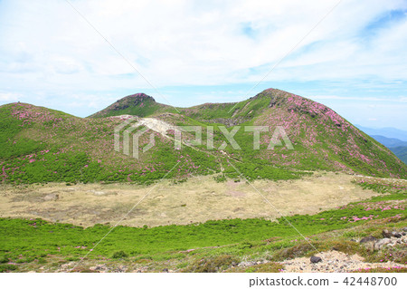 Miyama Kirishima Blooms Kuju Mountains·Inashiyama 42448700