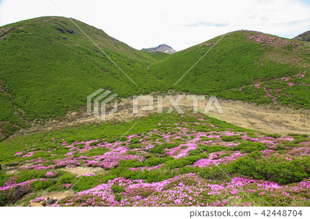 Miyama Kirishima Blooms Kuju Mountains·Inashiyama Miyama Kirishima Blooms Kuju Mountains·Inashiyama 42448704
