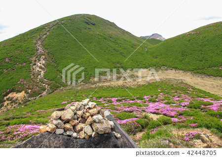 Miyama Kirishima Blooms Kuju Mountains·Inashiyama 42448705