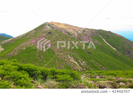 Miyama Kirishima Blooms Kuju Mountains·Kusumiyama Miyama Kirishima Blooms Kuju Mountains·Kusumiyama 42448707