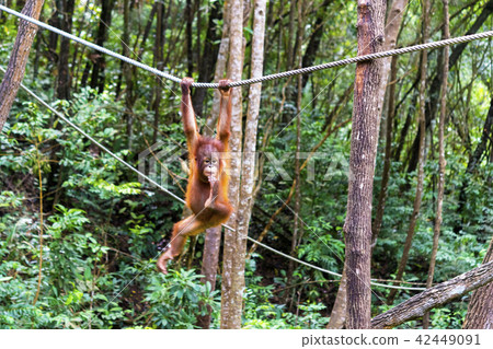 野生兒童orang utan 野生兒童orang utan 42449091