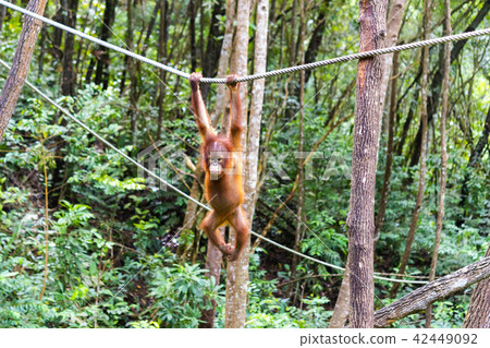 野生兒童orang utan 野生兒童orang utan 42449092