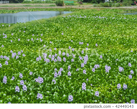 水葫蘆 水葫蘆 42449143