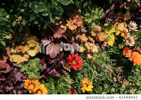 非洲菊花 42449442