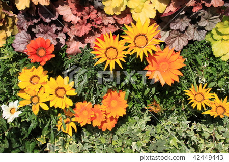 非洲菊在相機的眼睛 非洲菊在相機的眼睛 42449443