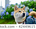 繡球花和Shiba Inu 42449615