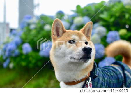 Hydrangea and Shiba Inu Hydrangea and Shiba Inu 42449615