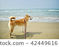 Shiba Inu和海灘 42449616