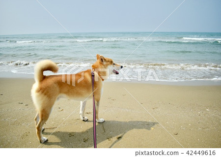 Shiba Inu and the beach 42449616