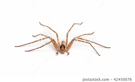 Close up of a banana spider on a white background. 42450076