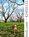 Shiba Inu和Sakura 42450132