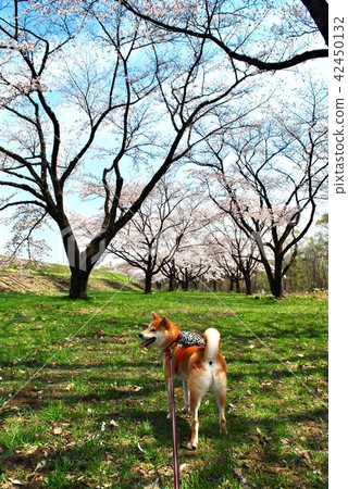 Shiba Inu and Sakura 42450132