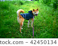 與Shiba Inu一起散步 42450134