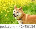 Nanohana和Shiba Inu 42450136