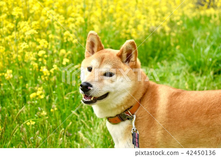 Nanohana and Shiba Inu Nanohana and Shiba Inu 42450136