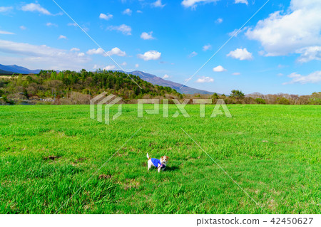 Landscape story 42450627