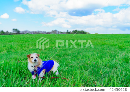 Landscape story 42450628