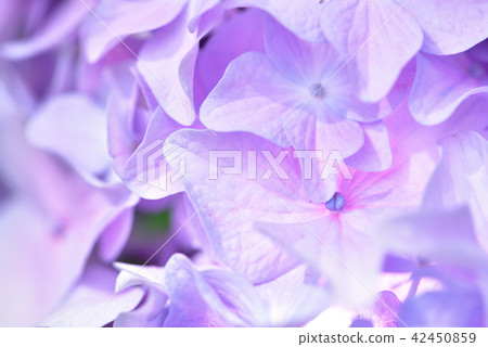 繡球花宏 42450859