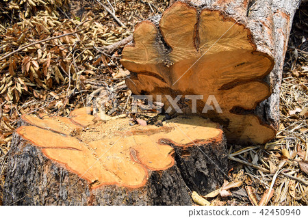 cutting tree timber 42450940