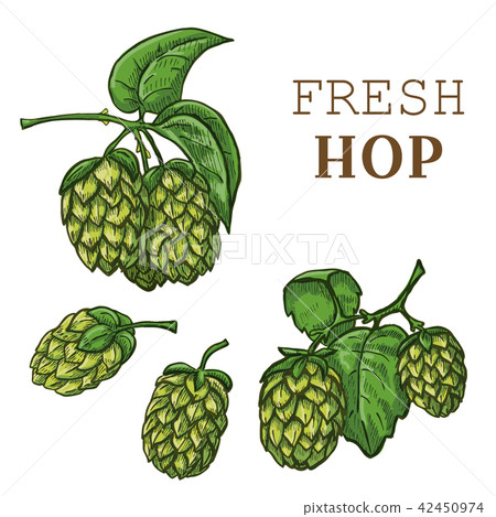 Sketches of hop plant, hop on a branch with leaves Sketches of hop plant, hop on a branch with leaves 42450974