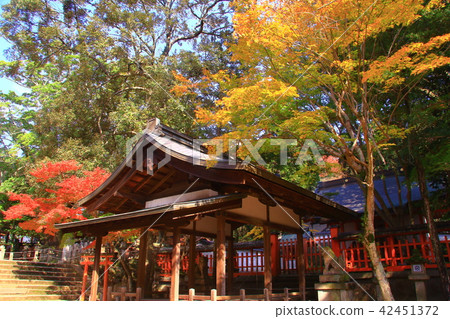 Nara Park (Nara City) Autumn leaves of hand-hit Hachimangu Shrine 42451372