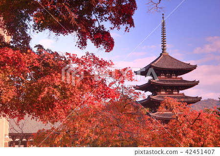 奈良公園(奈良市)秋葉在興福寺五層塔附近 奈良公園(奈良市)秋葉在興福寺五層塔附近 42451407