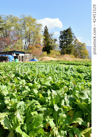 野澤瓦的領域 42451529