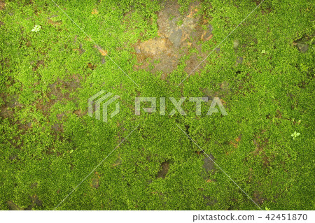 texture of green moss on stone wall background 42451870