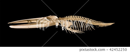 Real whale skeleton isolated on black background Real whale skeleton isolated on black background 42452250