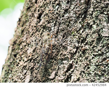 Tsukutsukubi 42452984