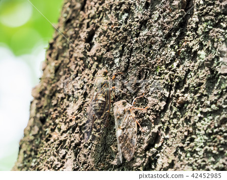 Tsukutsukubi 42452985