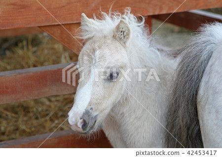 Pony Horse 42453417