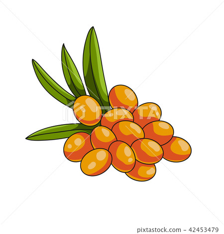 sea buckthorn berries icon 42453479