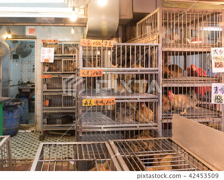Chickens in Cages 42453509