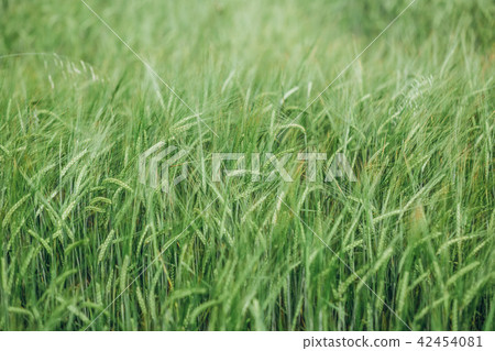 field with green crops landscape summer field with green crops landscape summer 42454081